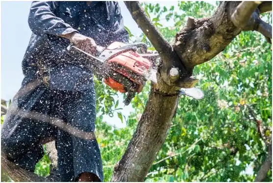 tree services Reynoldsville